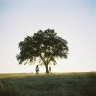 Двое детей под деревом в поле в Португалии — стоковое фото