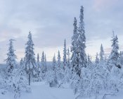 Alberi ricoperti di neve, attenzione selettiva — Foto stock