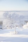 Bäume mit Schnee bedeckt, selektiver Fokus — Stockfoto