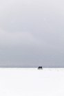 Cheval dans champ enneigé, mise au point sélective — Photo de stock