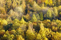 Vista panorámica del bosque durante el otoño - foto de stock