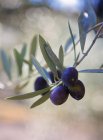Оливки звисають з оливкового дерева. — стокове фото