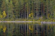 Ліс за озером, вибіркова увага — стокове фото