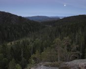 Forêt de pins dans le parc national de Skuleskogen, Suède — Photo de stock