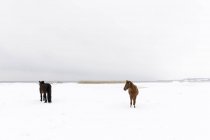 Horses in snow covered field — Stock Photo