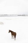 Лошадь в заснеженном поле, избирательный фокус , — стоковое фото