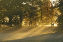Солнце светит сквозь осенние деревья — стоковое фото