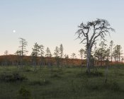 Pinos en el campo en la Reserva Natural de Koppgangen, Suecia - foto de stock