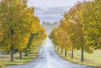 Осенние деревья по сельской дороге, селективный фокус — стоковое фото