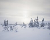 Мальовничий вид на снігові покриті дерева — стокове фото