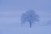 Árbol cubierto de nieve durante el invierno - foto de stock