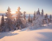 Schneebedeckte Bäume bei Sonnenuntergang, selektiver Fokus — Stockfoto