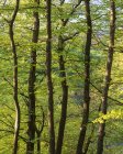 Arbres en forêt dans le parc national de Soderasen, Suède — Photo de stock