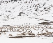 Renas em campo nevado em Dalarna, Suecia — Fotografia de Stock