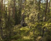 Vista panoramica della foresta nel parco nazionale di Bjornlandet, Svezia — Foto stock