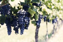 Гравій у винограднику, вибірковий фокус — стокове фото