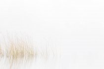 Scenic view of reeds in lake under fog — Stock Photo