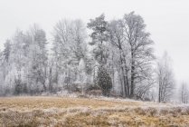 Árvores cobertas de geada no campo, foco seletivo — Fotografia de Stock