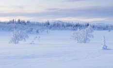 Снігові покриті дерева, вибірковий фокус — стокове фото