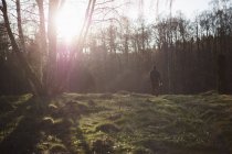 Человек, прогуливающийся в лесу утром, вид сзади — стоковое фото