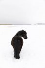 Pferd im schneebedeckten Feld — Stockfoto