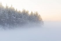 Bäume am zugefrorenen See skiren in Schweden — Stockfoto