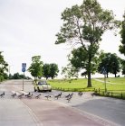 Anatre che attraversano la strada a Helsinki, Finlandia — Foto stock