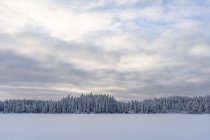 Schnee und Wald unter bedecktem Himmel in Kilsbergen, Schweden — Stockfoto