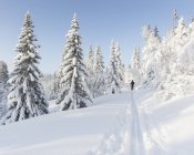 Mann beim Skifahren von schneebedeckten Bäumen — Stockfoto