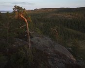 Forêt de pins dans le parc national de Skuleskogen, Suède — Photo de stock