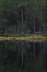 Ліс біля озера, вибірковий фокус — стокове фото