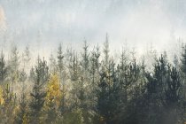 Scenic view of sunlight over forest — Stock Photo