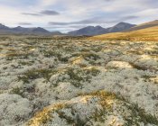 Vista panoramica dei licheni nel Parco Nazionale di Rondane, Norvegia — Foto stock