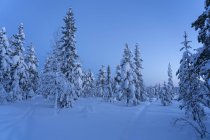 Pinhais cobertos de neve em Hedmark, Noruega — Fotografia de Stock
