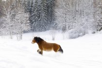 Коричневая лошадь в снегу, избирательный фокус — стоковое фото