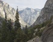 Trees in Kings Canyon National Park in California — Stock Photo
