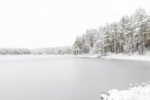 Forest by frozen Stora Skiren lake in Finspang, Svezia — Foto stock