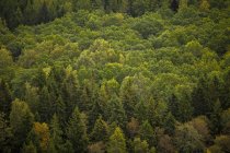 Forest of pine trees, selective focus — Stock Photo