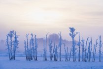Gelo coperto alberi in campo, fuoco selettivo — Foto stock