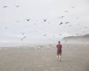Hombre en la playa con gaviotas, enfoque selectivo - foto de stock