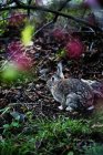 Rabbit on grass, selective focus — Stock Photo