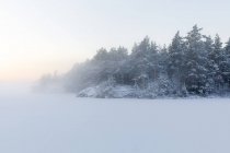 Arbres à côté du lac gelé Skiren en Suède — Photo de stock