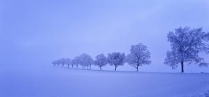 Bäume im Schnee, selektiver Fokus — Stockfoto