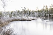 Замерзшее озеро Лилла Скирен по лесам в Остерготланде, Швеция — стоковое фото