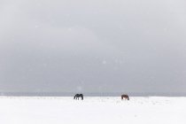 Caballos en campo cubierto de nieve - foto de stock