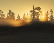 Соснові дерева на заході сонця в заповіднику Koppgangen (Швеція). — стокове фото