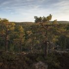Сосновий ліс у національному парку Skuleskogen (Швеція). — стокове фото