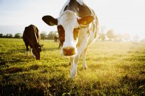 Коровы в поле на Готланд, Швеция, избирательный фокус — стоковое фото