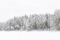 Деревья рядом с замёрзшим озером Скирен в Швеции — стоковое фото