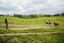Farmer with cows in field, selective focus — Stock Photo